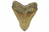 Huge, Fossil Megalodon Tooth - Serrated Blade #271102-2